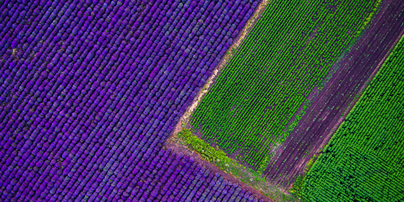 Aerial view of lavender field.