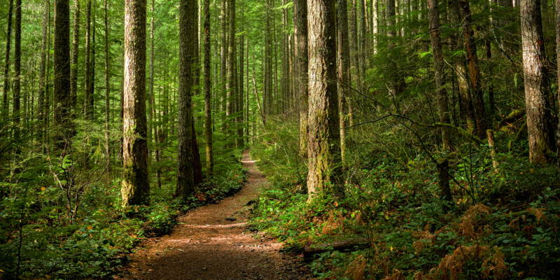 A trail though a forest, with dappled sunlight coming from the left.