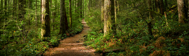 A trail though a forest, with dappled sunlight coming from the left.