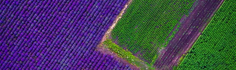 Aerial view of lavender field.