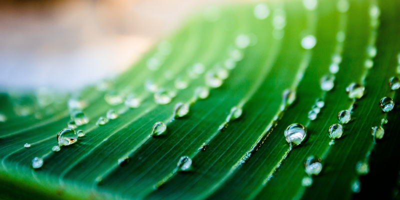 A green leaf coverd with water drops in a summer day